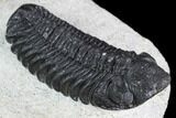 Detailed Austerops Trilobite - Nice Eye Facets #108484-5